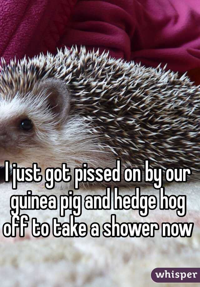 I just got pissed on by our guinea pig and hedge hog off to take a shower now