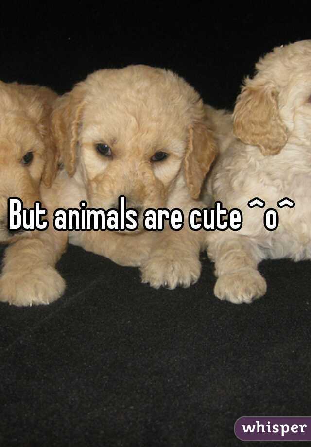 But animals are cute ^o^ 