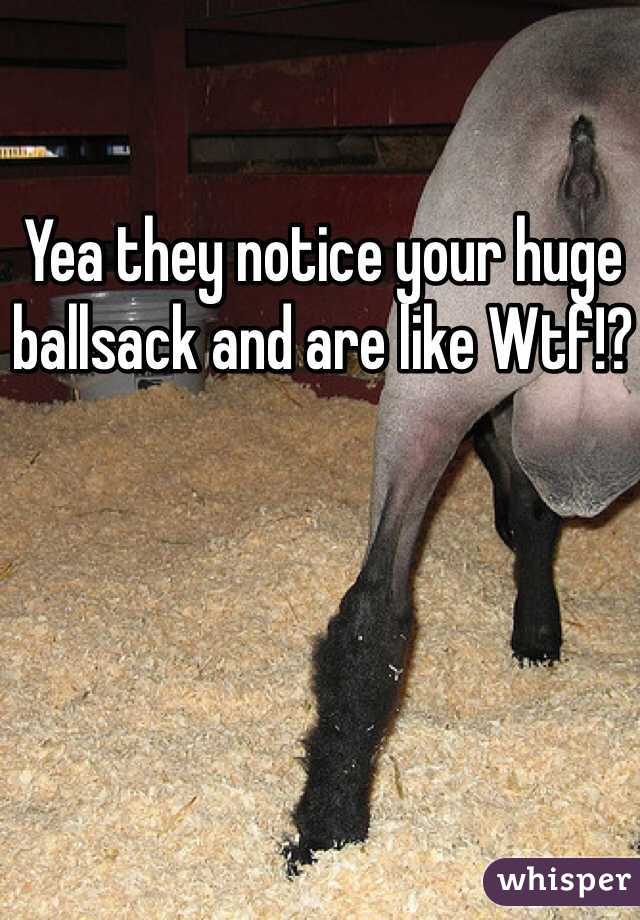 Yea they notice your huge ballsack and are like Wtf!?