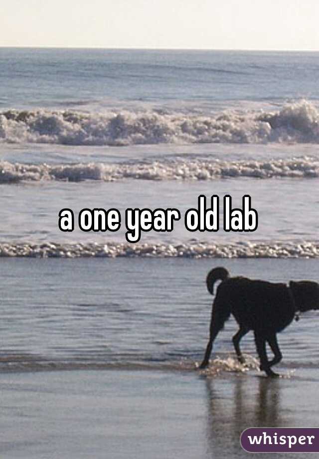 a one year old lab