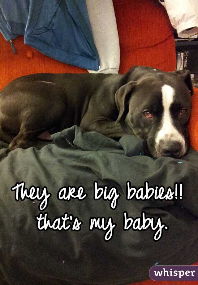 They are big babies!! 
that's my baby.
