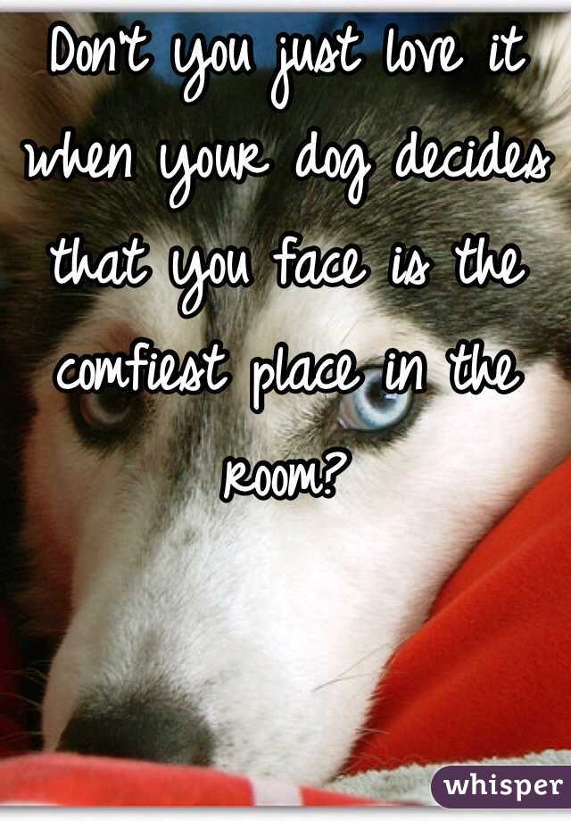 Don't you just love it when your dog decides that you face is the comfiest place in the room?