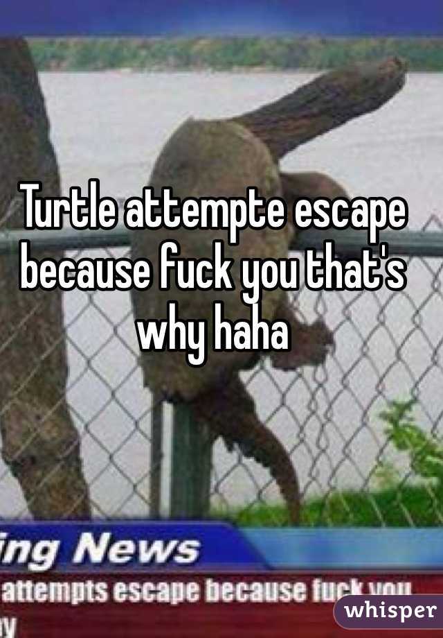 Turtle attempte escape because fuck you that's why haha
