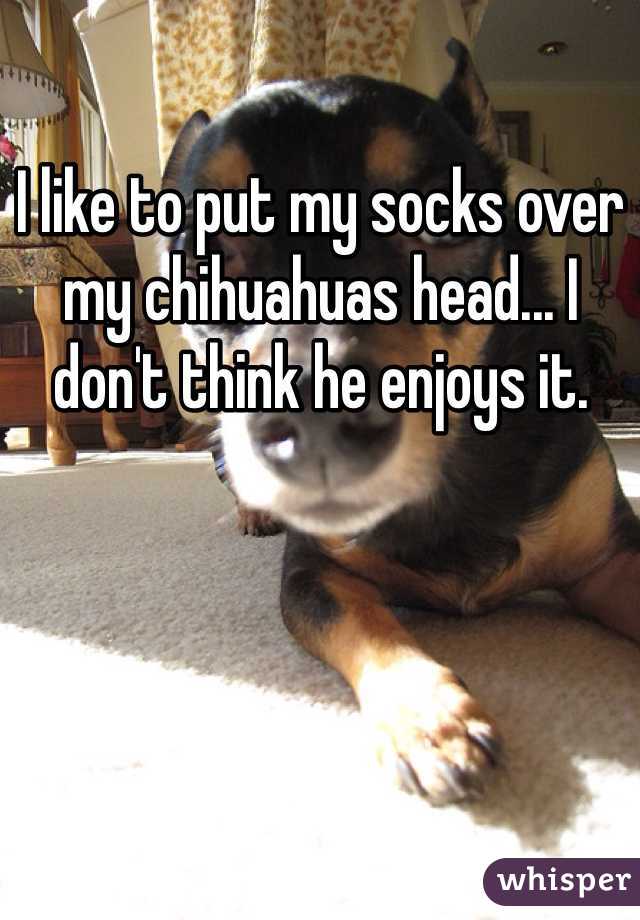 I like to put my socks over my chihuahuas head... I don't think he enjoys it.