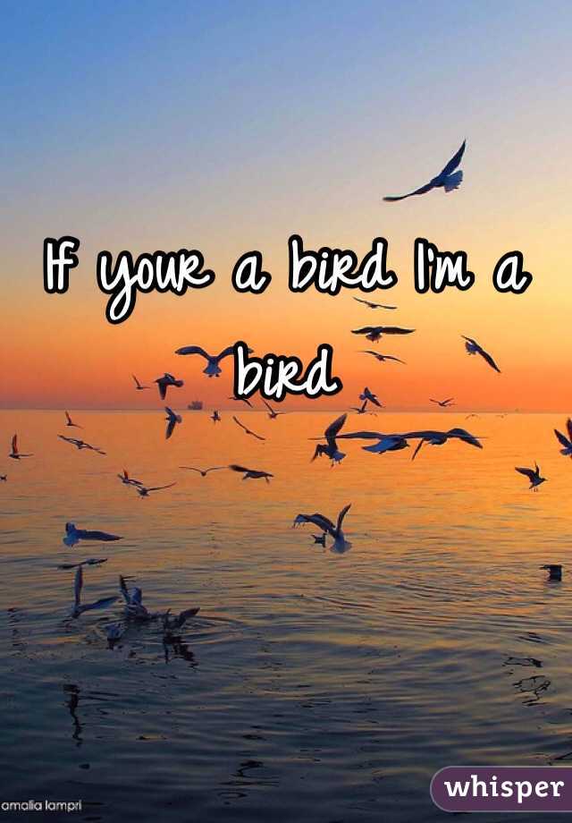 If your a bird I'm a bird 