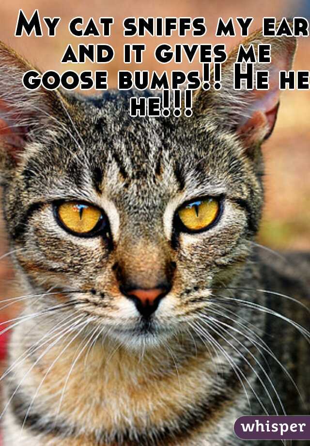 My cat sniffs my ear and it gives me goose bumps!! He he he!!! 