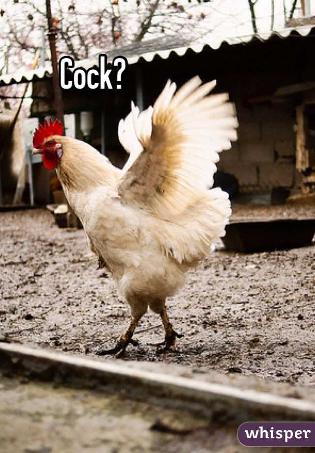 Cock?