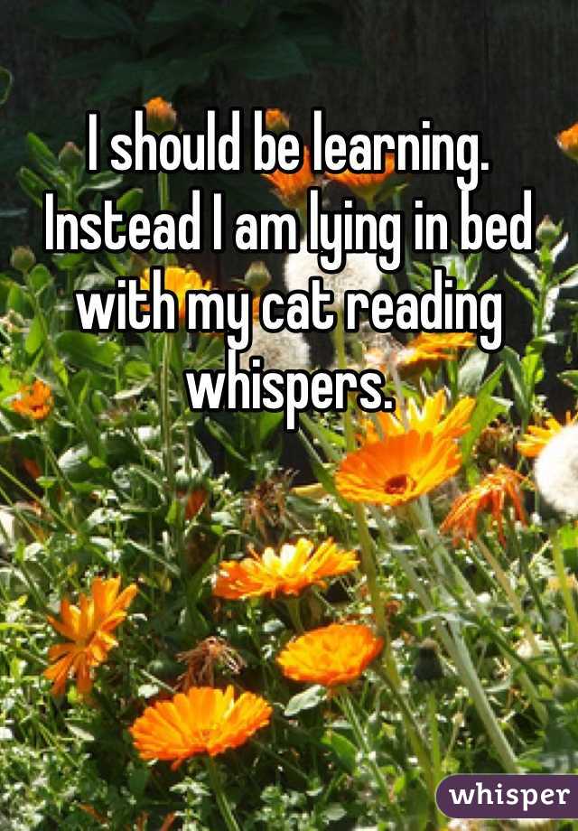 I should be learning. 
Instead I am lying in bed with my cat reading whispers. 