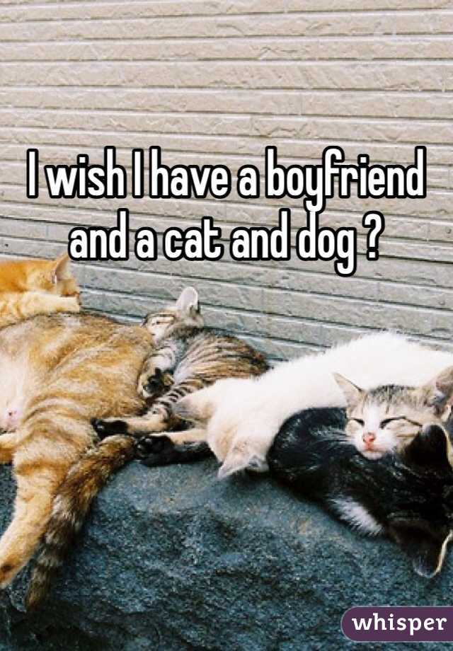 I wish I have a boyfriend and a cat and dog ?