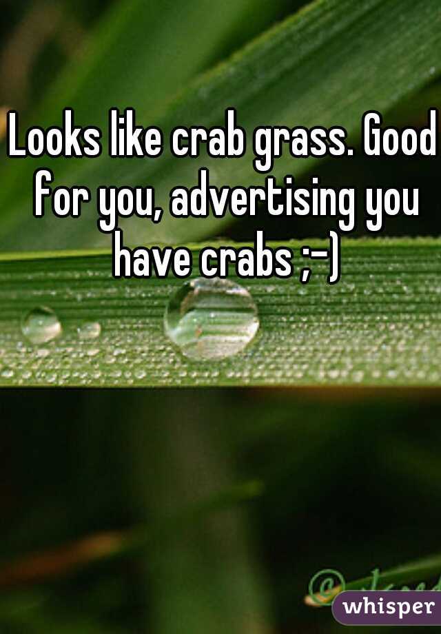 Looks like crab grass. Good for you, advertising you have crabs ;-)