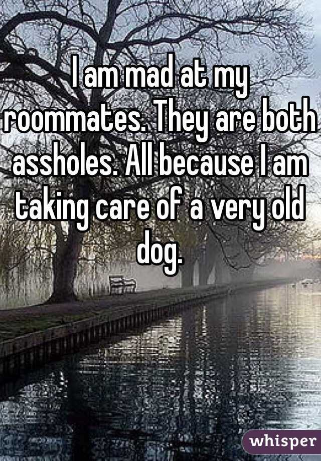 I am mad at my roommates. They are both assholes. All because I am taking care of a very old dog. 