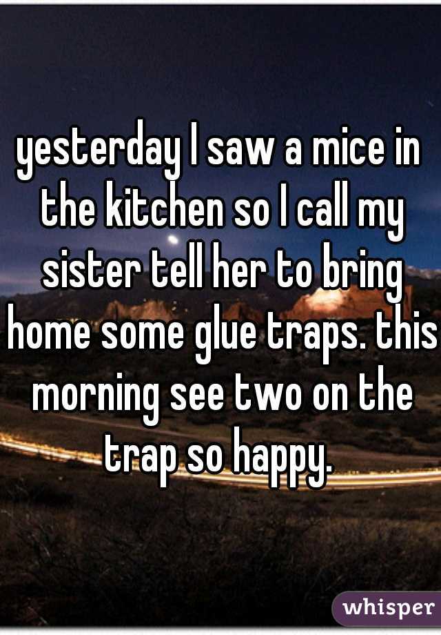 yesterday I saw a mice in the kitchen so I call my sister tell her to bring home some glue traps. this morning see two on the trap so happy. 