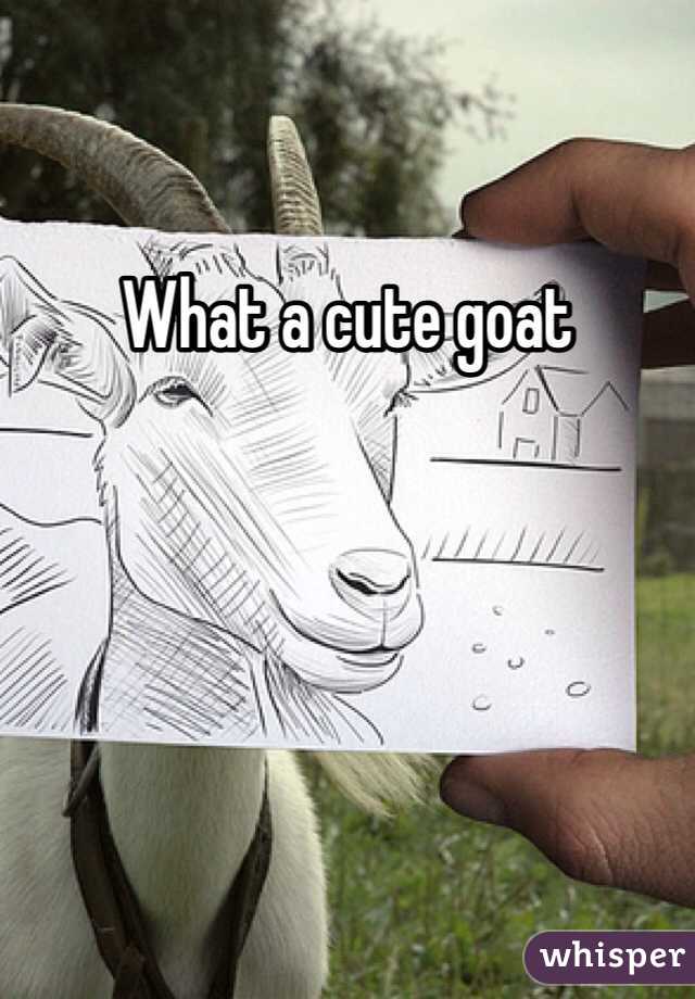 What a cute goat 