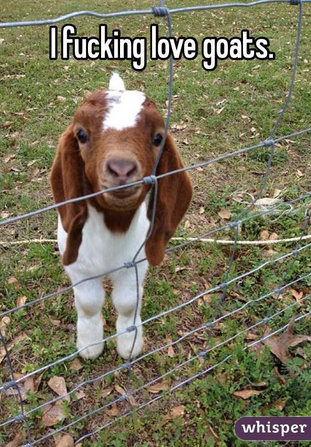 I fucking love goats.
