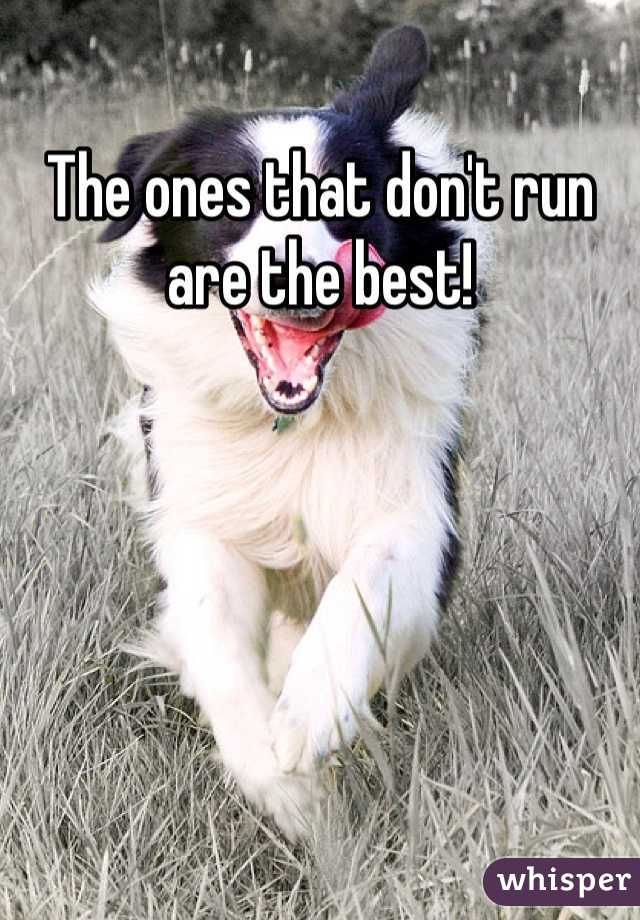 The ones that don't run are the best!