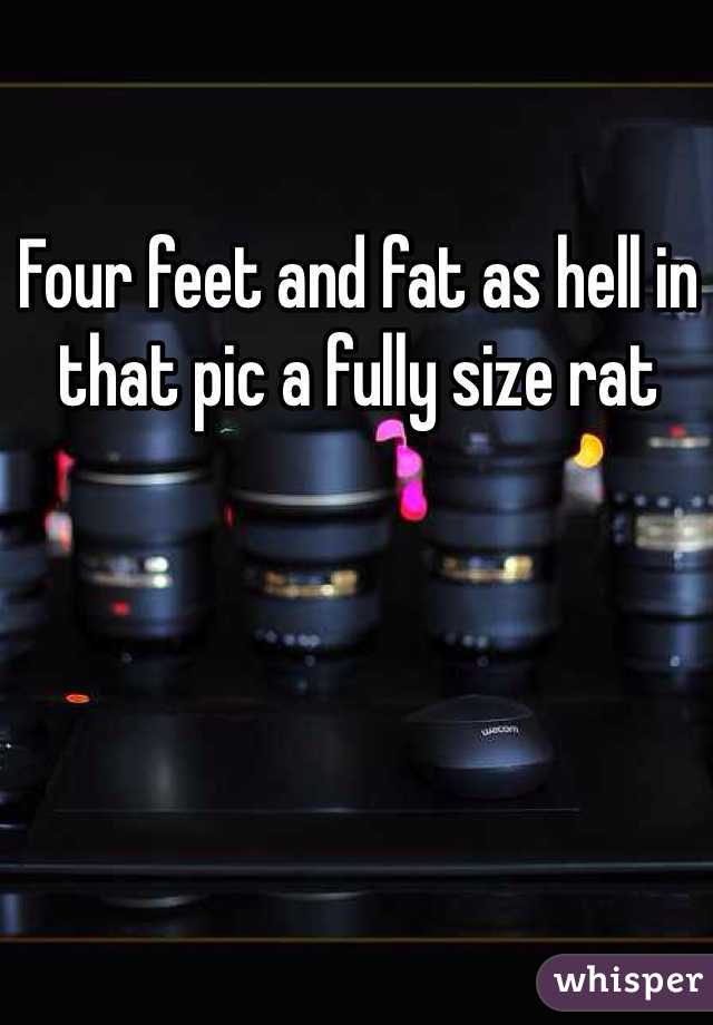Four feet and fat as hell in that pic a fully size rat 