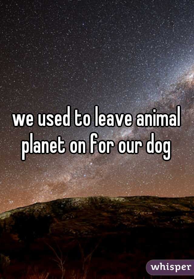 we used to leave animal planet on for our dog 