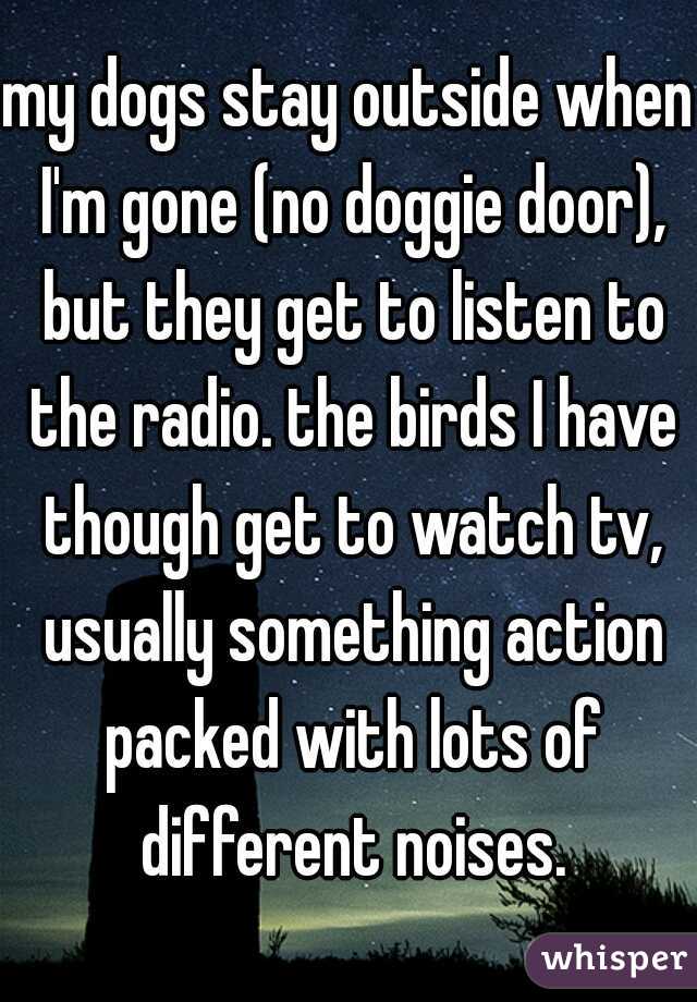 my dogs stay outside when I'm gone (no doggie door), but they get to listen to the radio. the birds I have though get to watch tv, usually something action packed with lots of different noises.