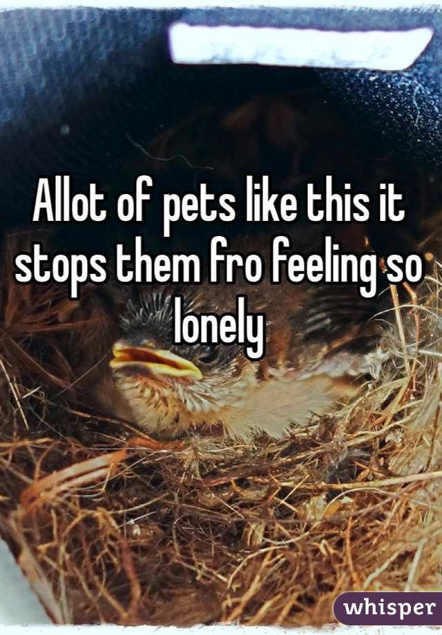 Allot of pets like this it stops them fro feeling so lonely