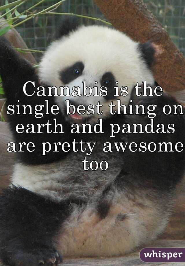 Cannabis is the single best thing on earth and pandas are pretty awesome too