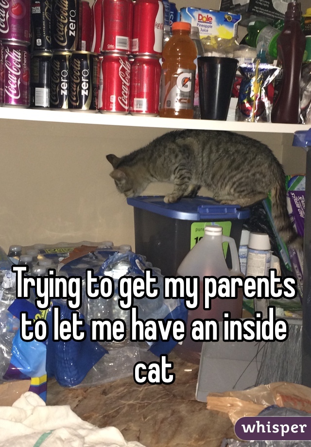 Trying to get my parents to let me have an inside cat