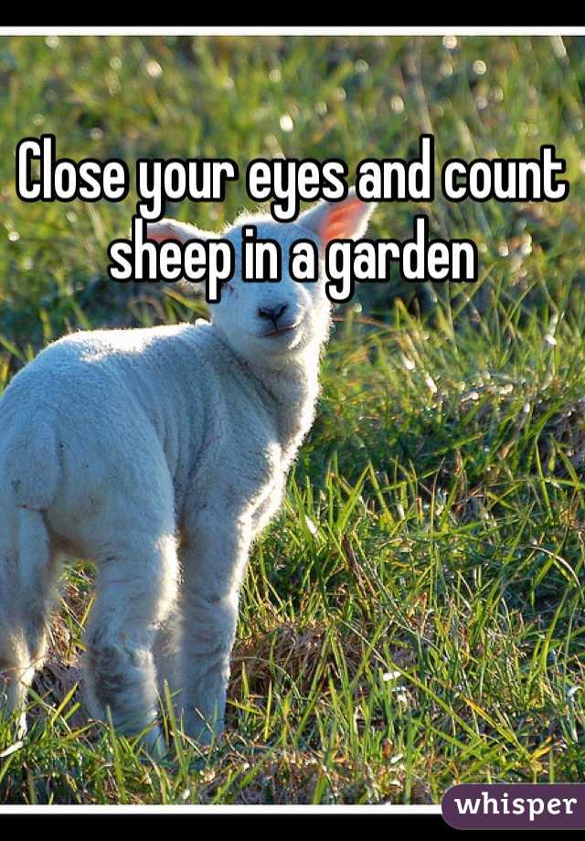 Close your eyes and count sheep in a garden 
