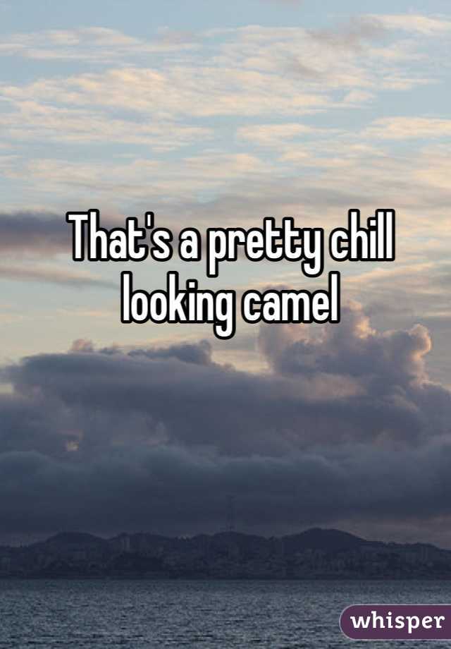 That's a pretty chill looking camel