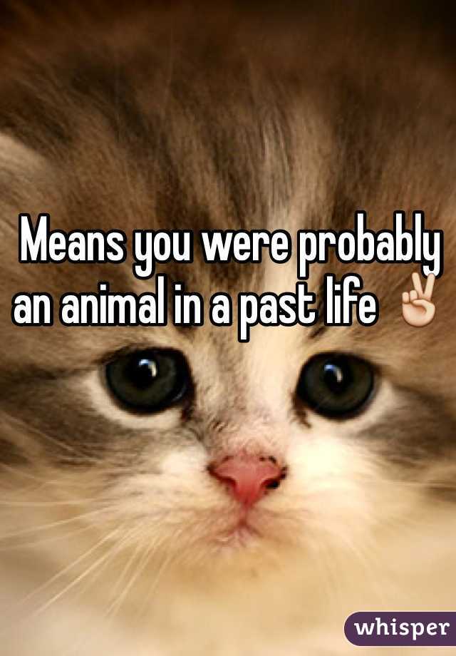 Means you were probably an animal in a past life ✌️