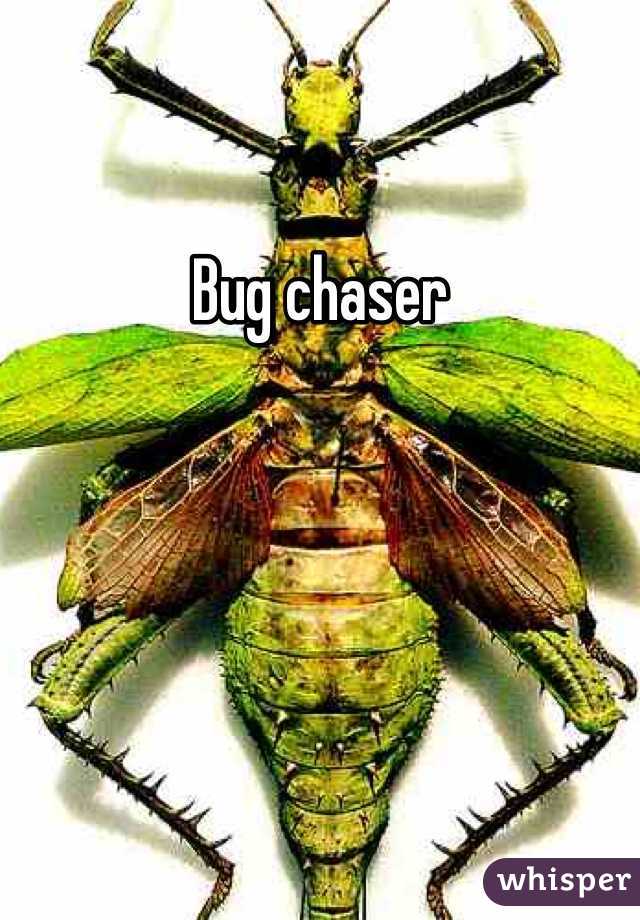 Bug chaser