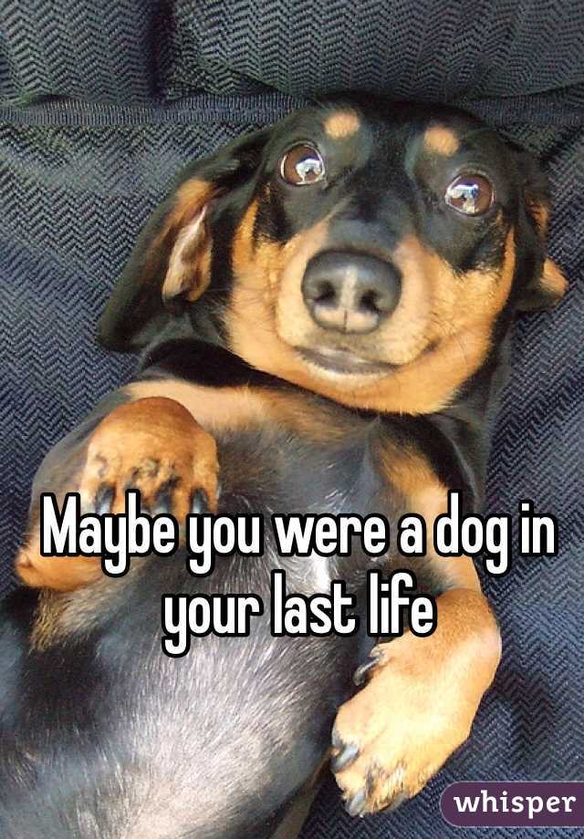 Maybe you were a dog in your last life 