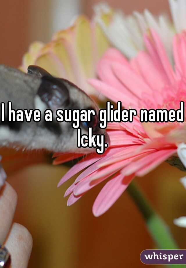 I have a sugar glider named Icky. 