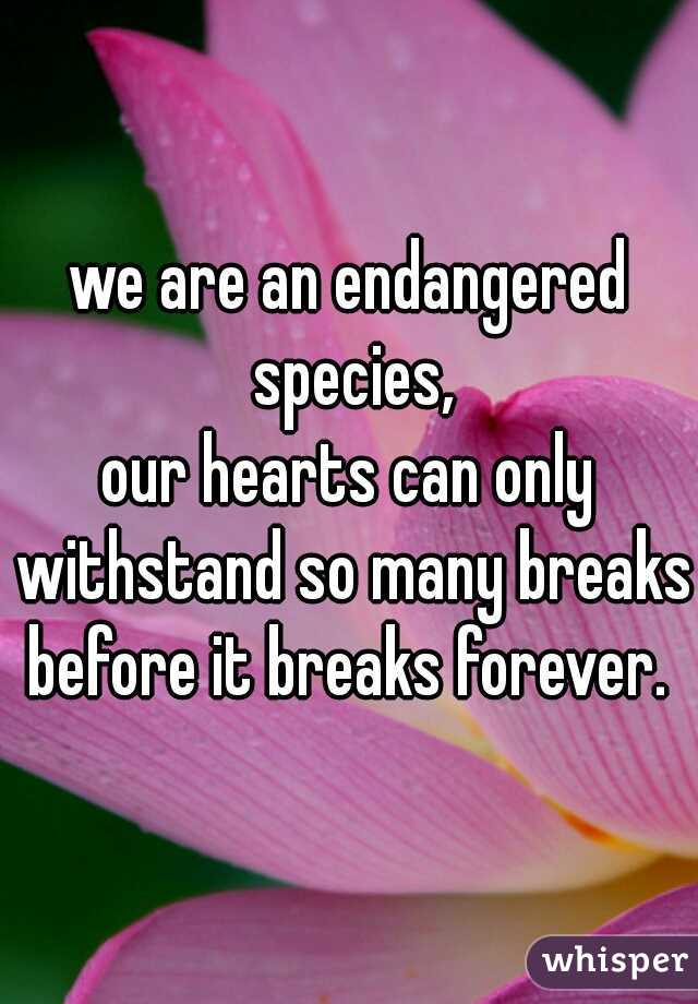 we are an endangered species,
our hearts can only withstand so many breaks before it breaks forever. 