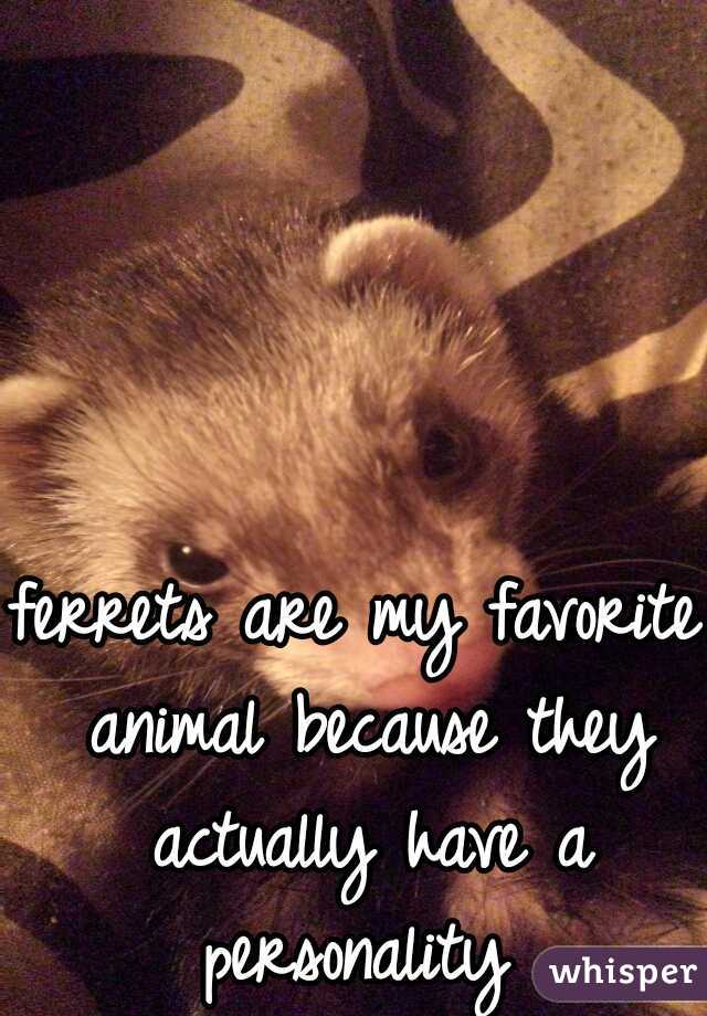 ferrets are my favorite animal because they actually have a personality 