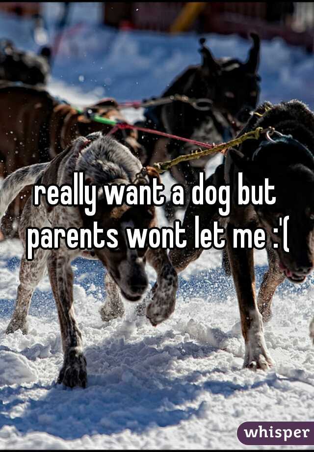 really want a dog but parents wont let me :'(
