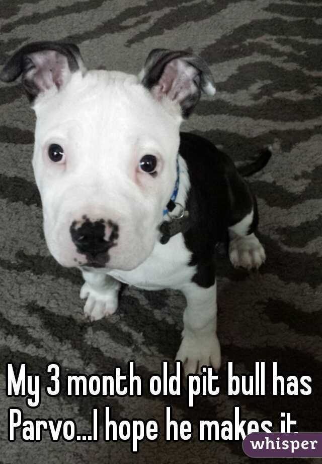 My 3 month old pit bull has Parvo...I hope he makes it.  