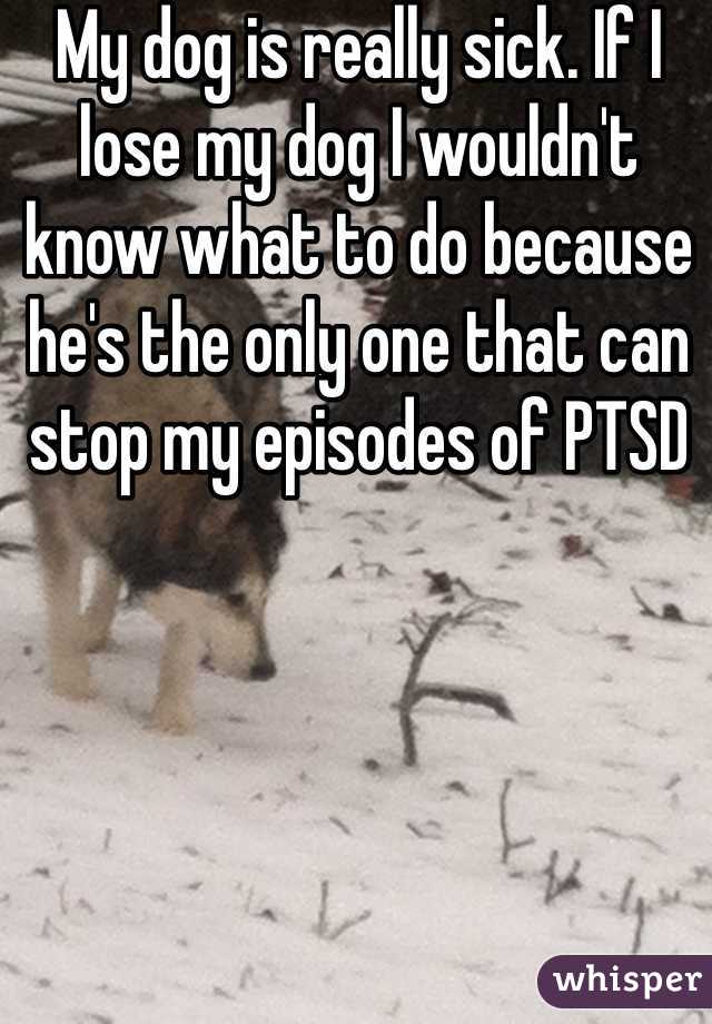 My dog is really sick. If I lose my dog I wouldn't know what to do because he's the only one that can stop my episodes of PTSD 