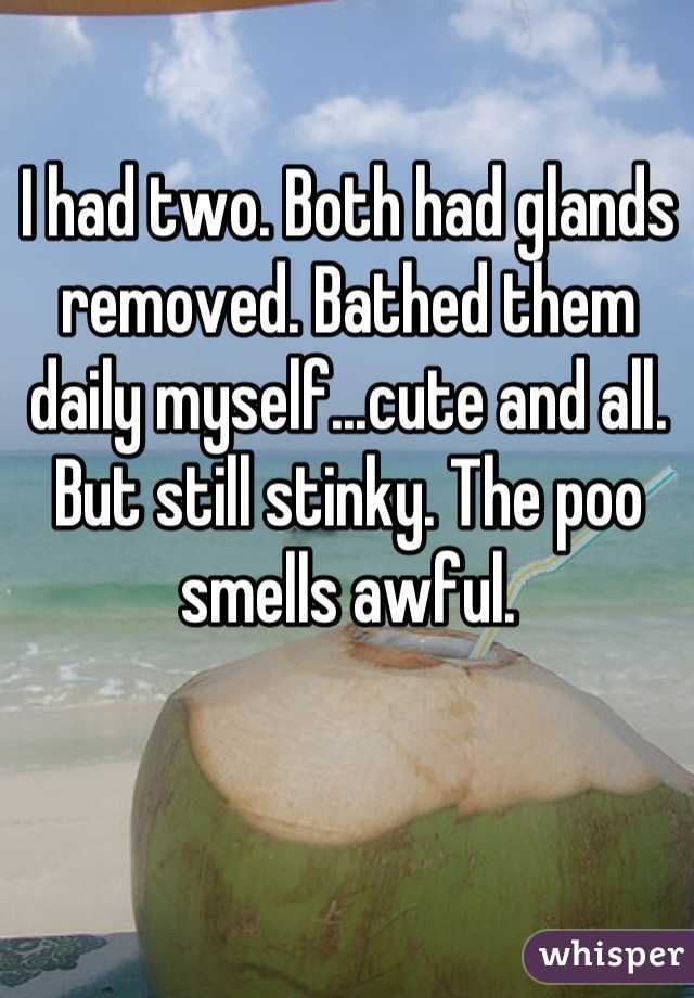 I had two. Both had glands removed. Bathed them daily myself...cute and all. But still stinky. The poo smells awful.