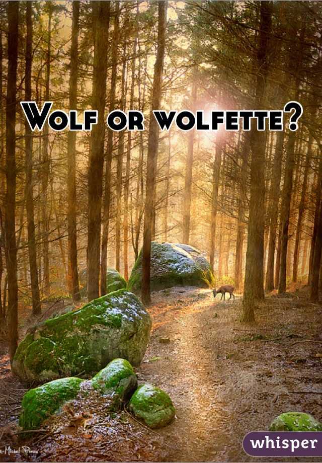 Wolf or wolfette?