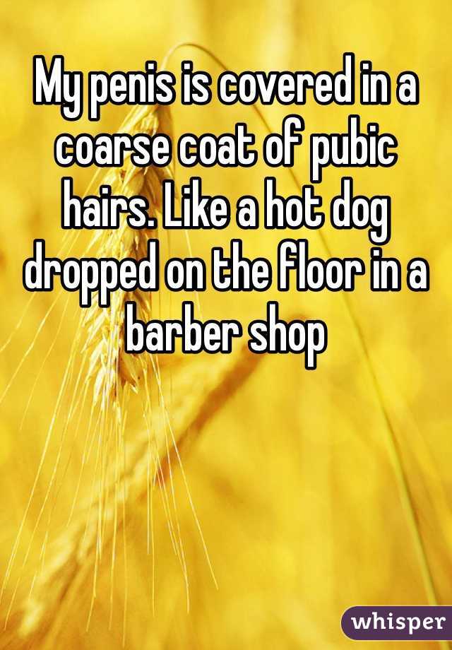 My penis is covered in a coarse coat of pubic hairs. Like a hot dog dropped on the floor in a barber shop