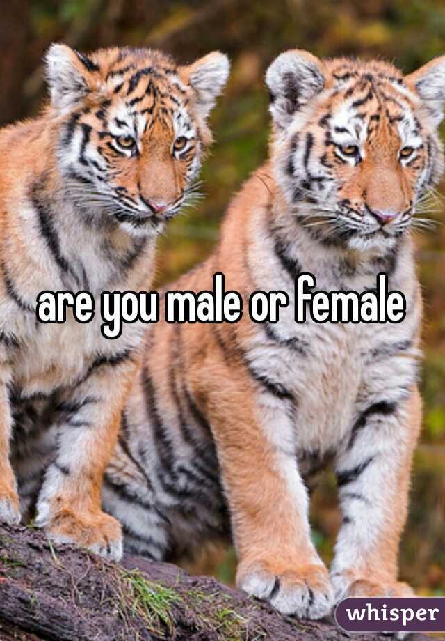 are you male or female