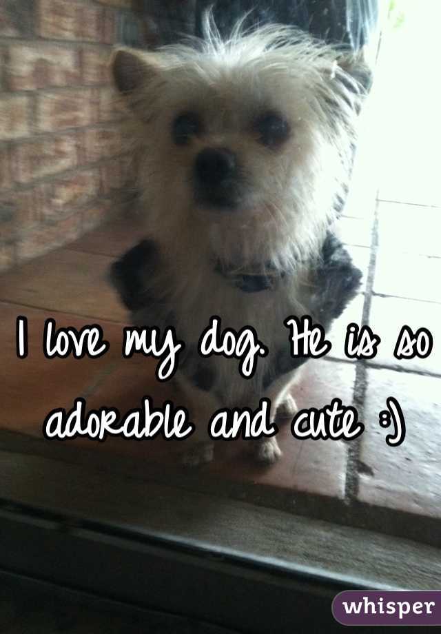 I love my dog. He is so adorable and cute :)