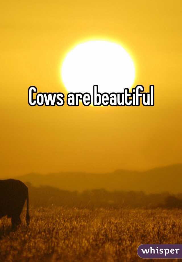 Cows are beautiful 