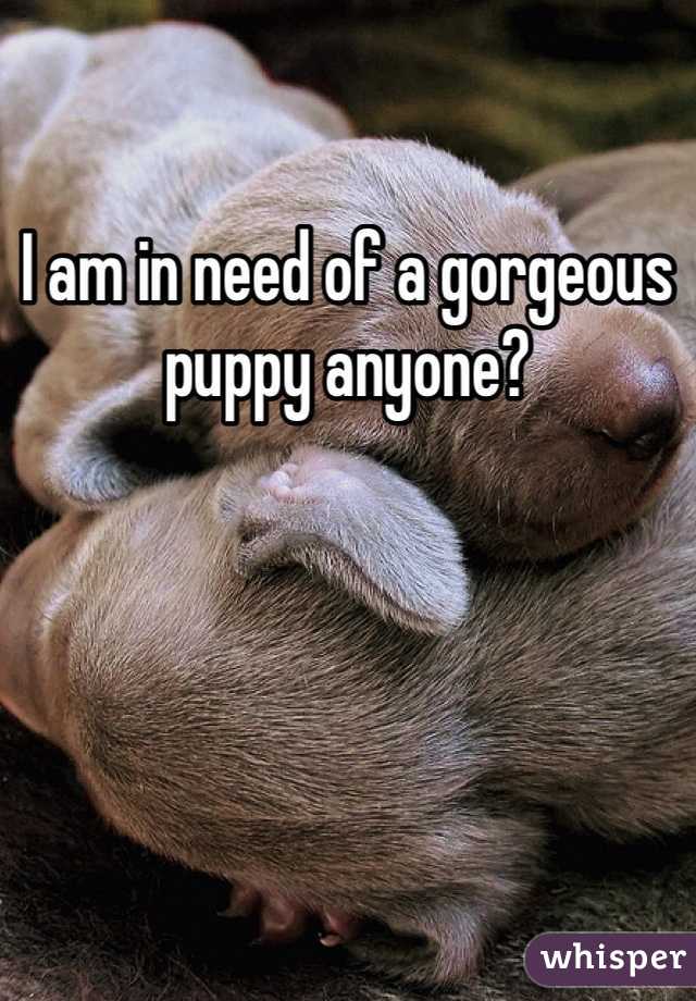 I am in need of a gorgeous puppy anyone?