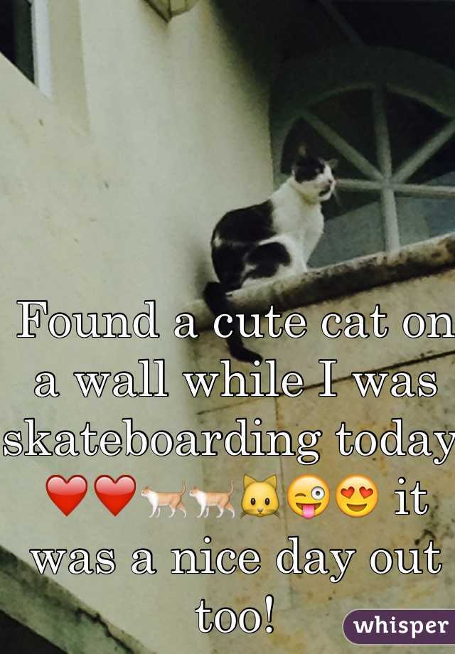 Found a cute cat on a wall while I was skateboarding today. ❤️❤️🐈🐈🐱😜😍 it was a nice day out too!