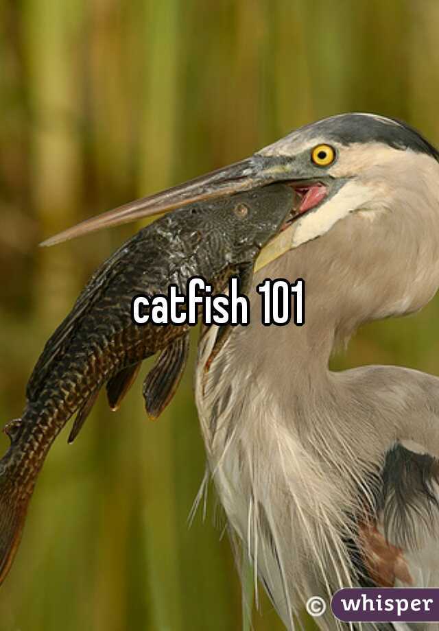 catfish 101