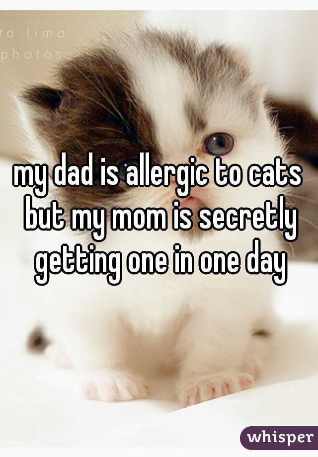 my dad is allergic to cats but my mom is secretly getting one in one day