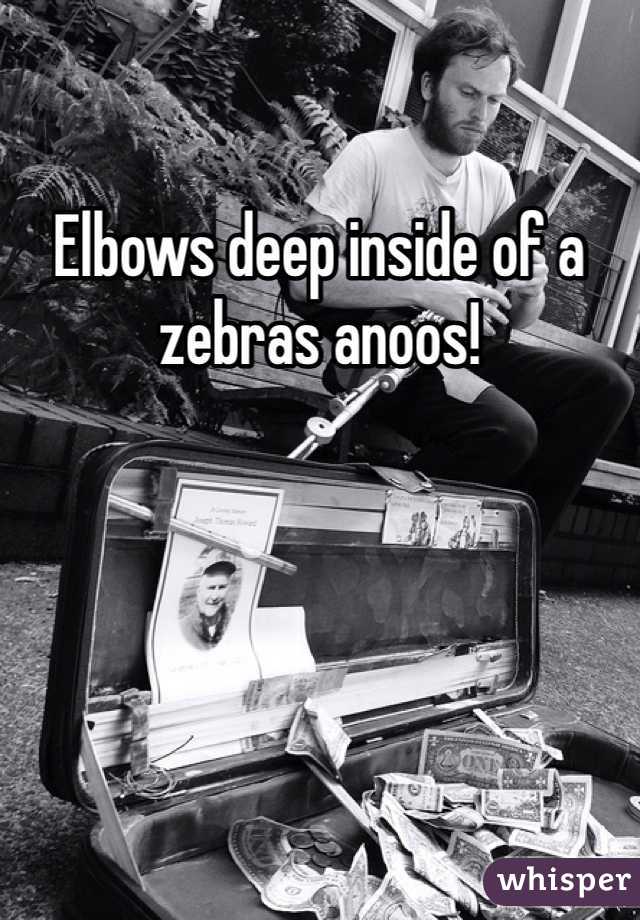 Elbows deep inside of a zebras anoos!