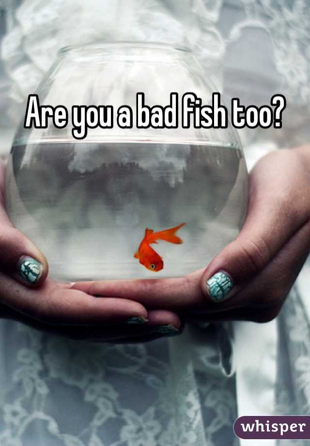 Are you a bad fish too?