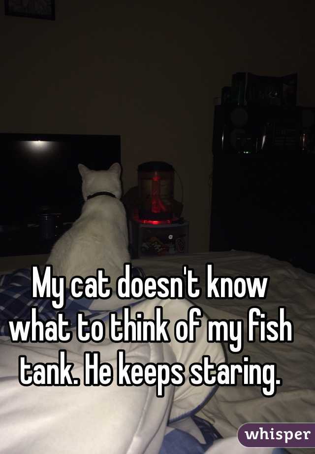 My cat doesn't know what to think of my fish tank. He keeps staring.  