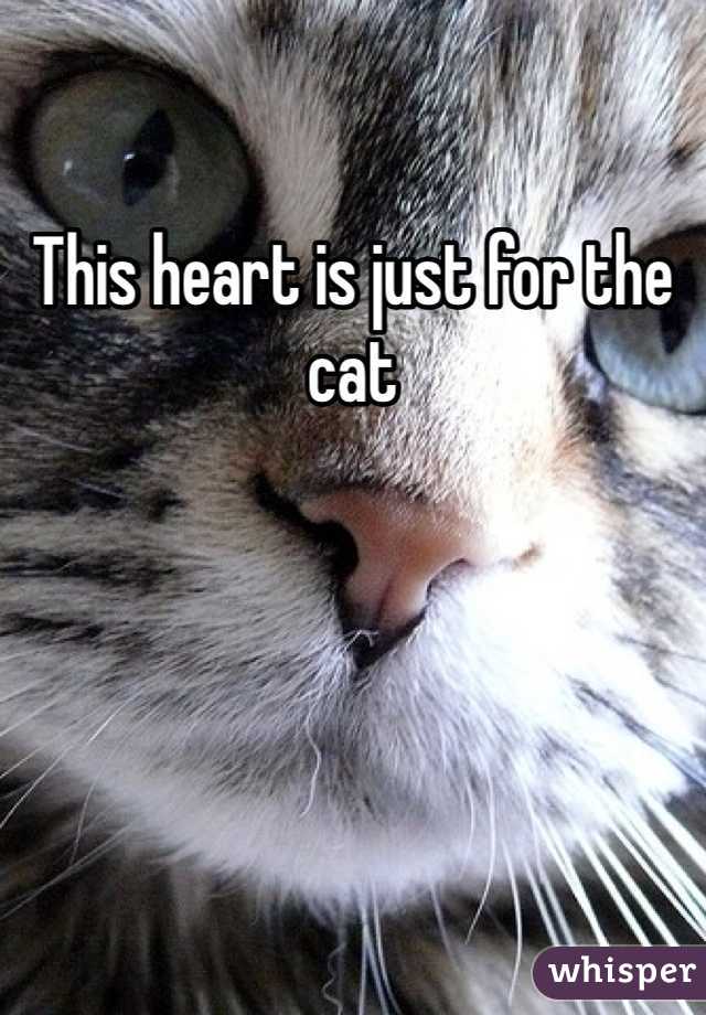 This heart is just for the cat
